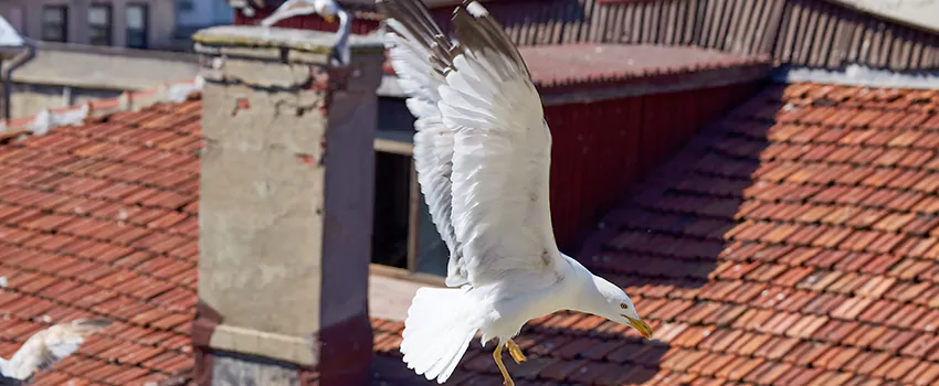 Residential Chimney Animal Removal Solution in Hermiston, OR